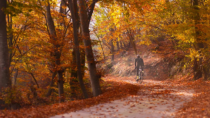 bike uphill on leaves